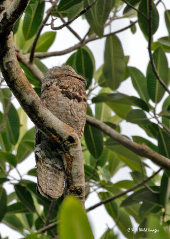 Great Potoo along the Pipeline road