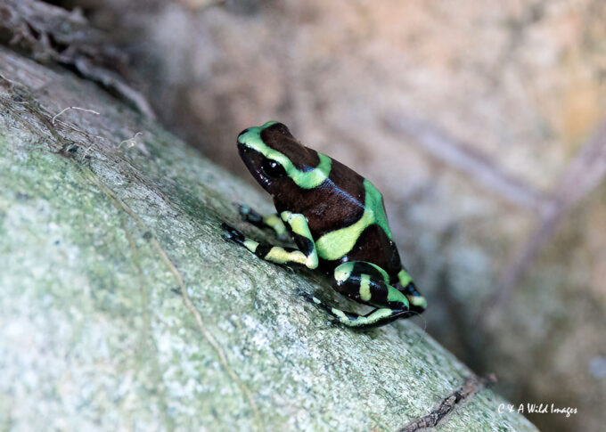 Green and black poison dart frog