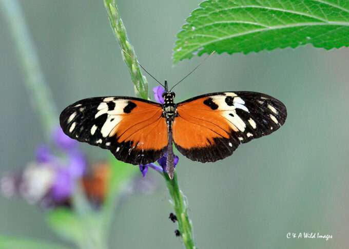 Heliconius Butterfly