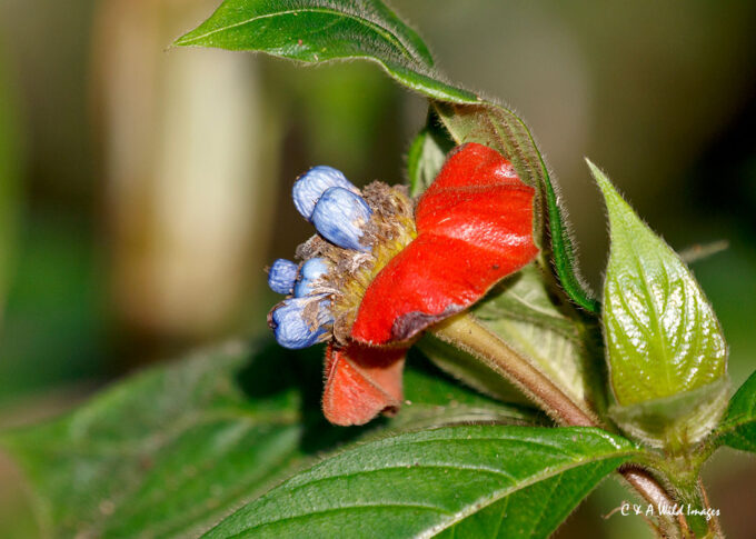 Hot lips flower