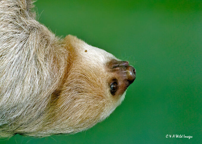 Orphaned Two-toed sloth_ Angela