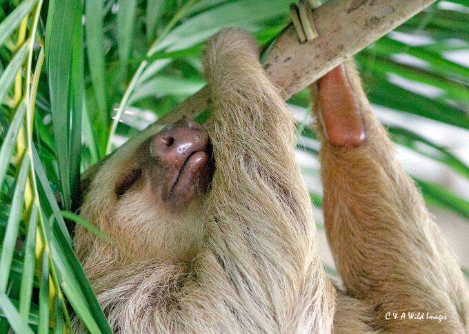 Orphaned Two-toed sloth_ Angela