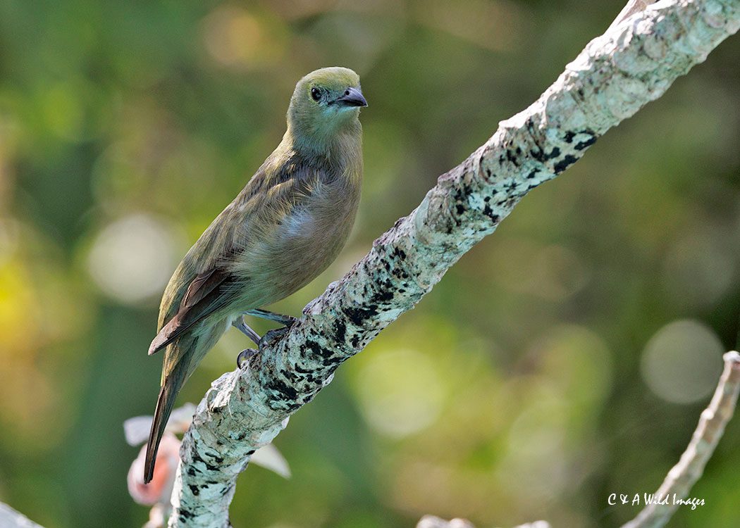 Palm Tanager regularly seen at the Canopy Tower