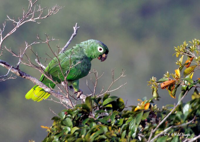 Southern Mealy Parrots seen from the viewing deck at Canopy Tower