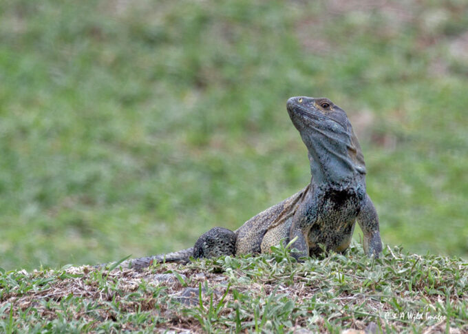 Spiny-tailed iguana on the Pipeline Road