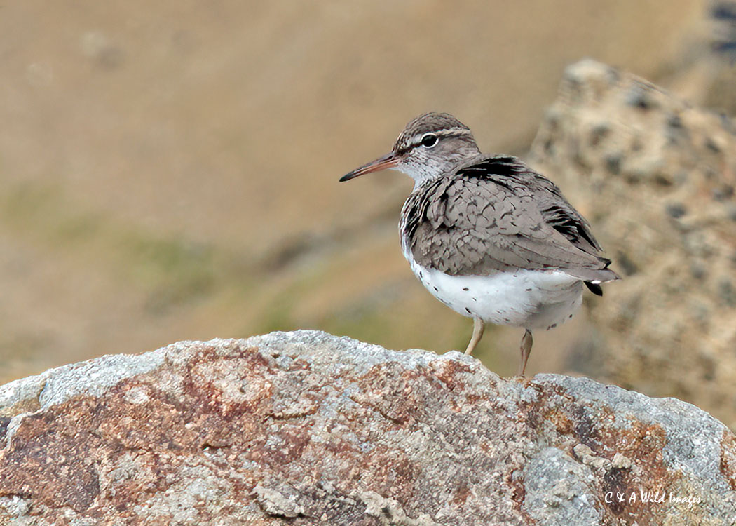 Spotted Sandpiper