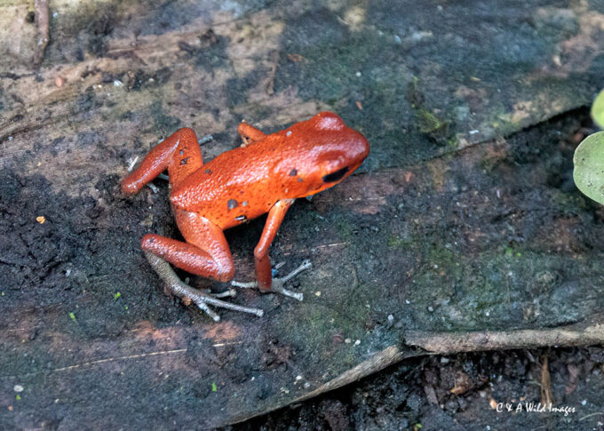 Strawberry poison dart frog