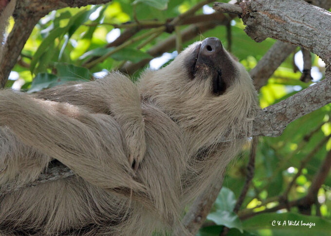 Two-toed Sloth