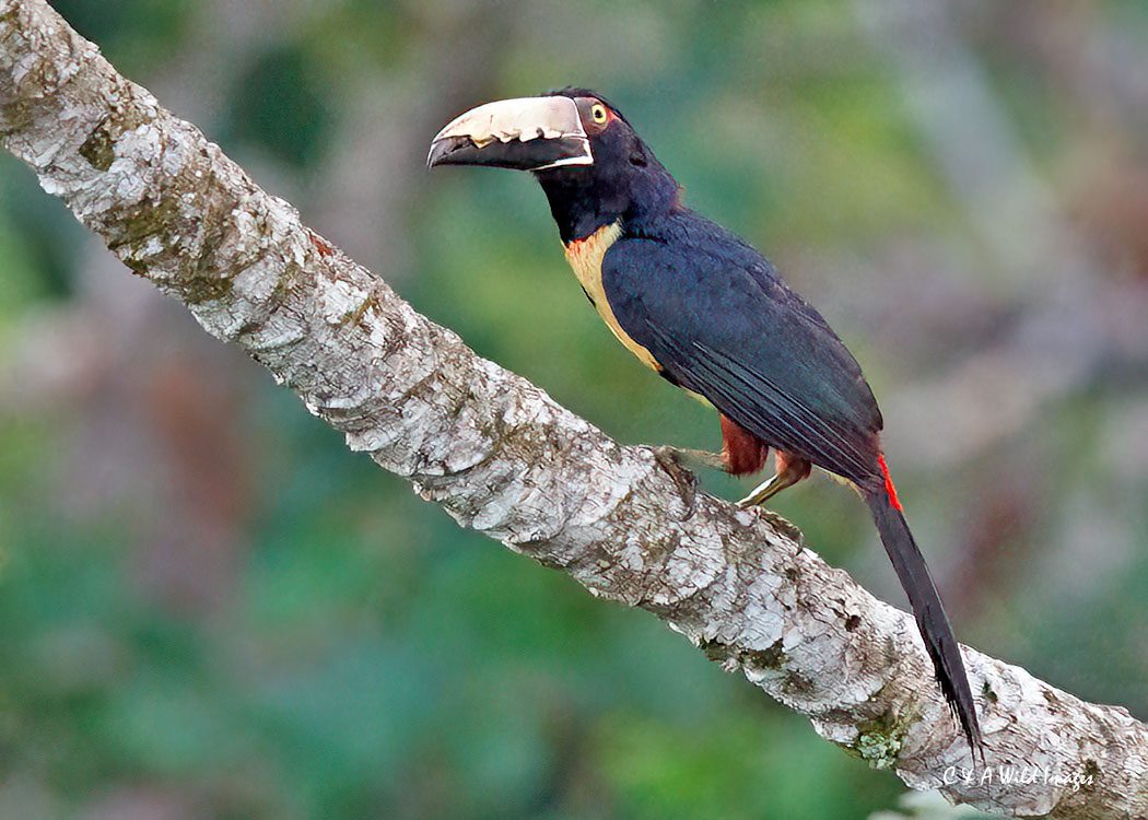 Collared Aracari at the Canopy Tower