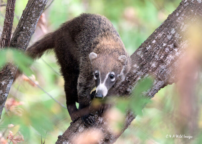 White-nosed Coati
