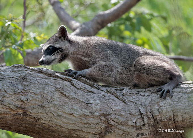 Crab-eating Raccoon