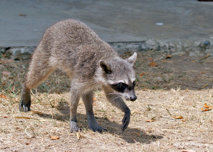 Crab-eating Raccoon