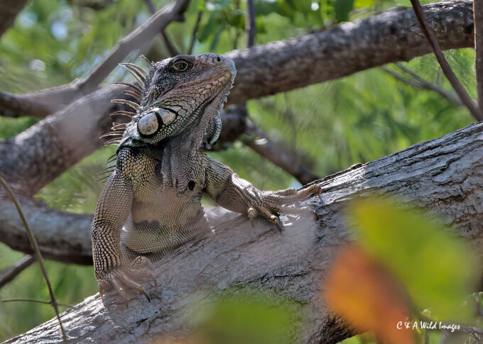 Green Iguana