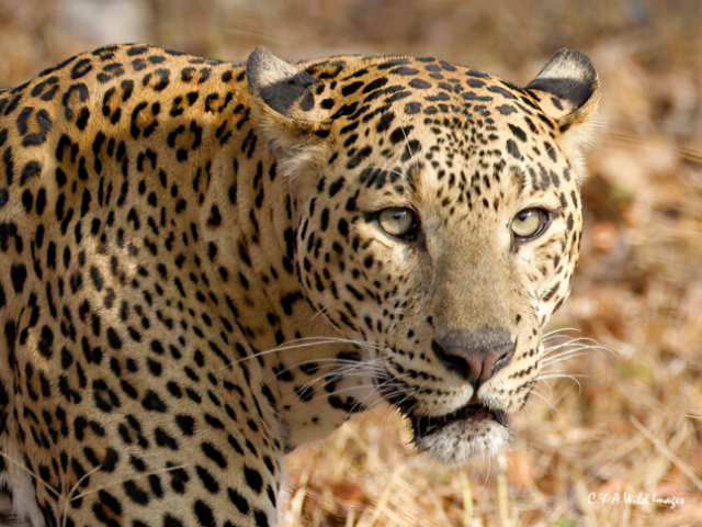 June 2023 :- Indian Male Leopard