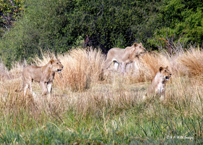 Young lions approaching hippo carcass
