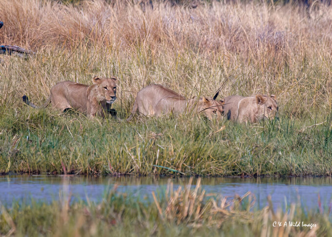 Lions approaching hippo carcass