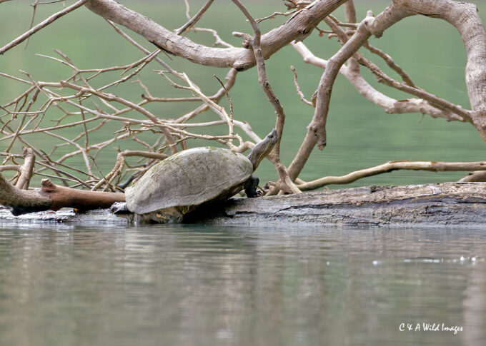 American Mud Turtle