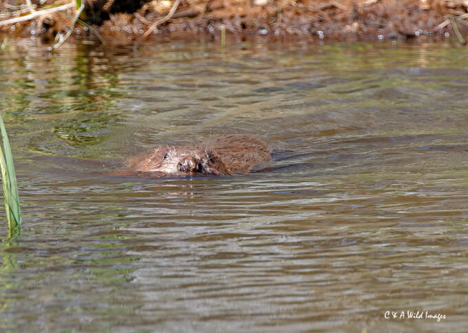 Male Beaver at the release pond