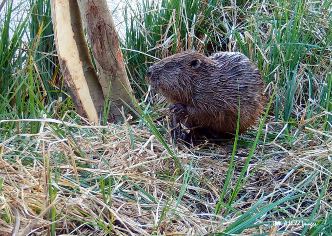 One of the adult Beavers stripping bark