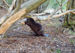 Beaver Diaries January 2024