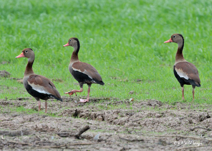 Black-bellied Whistling Duck