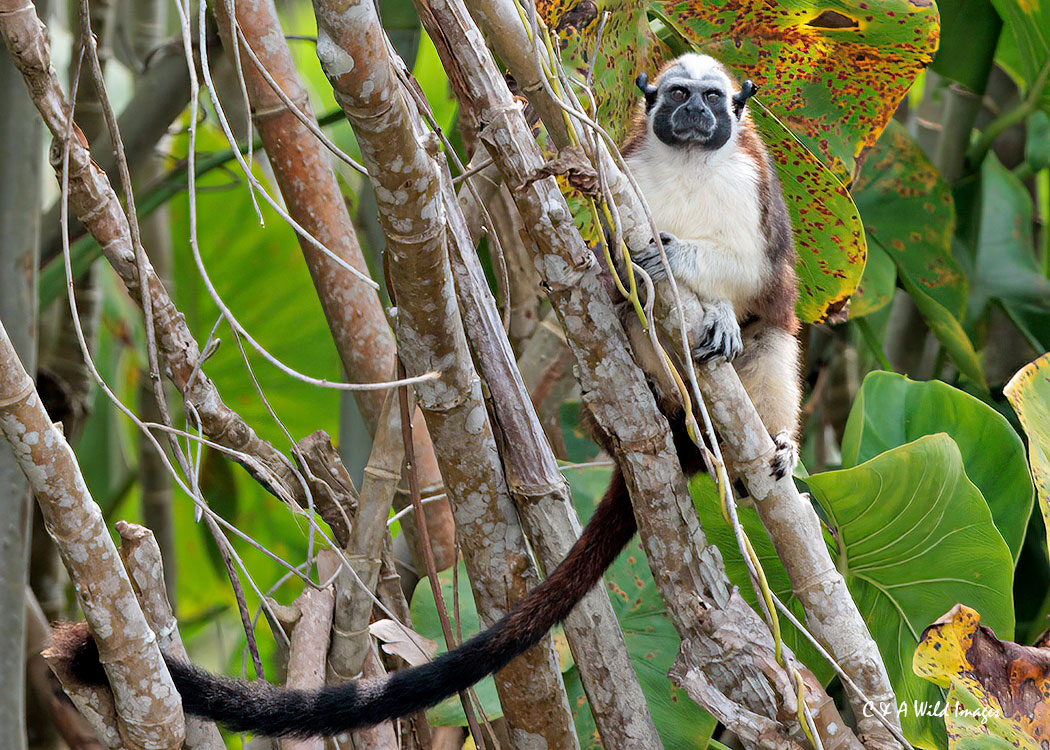 Geoffroy's Tamarins