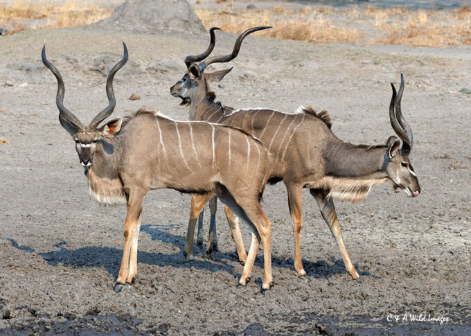 Greater Kudu