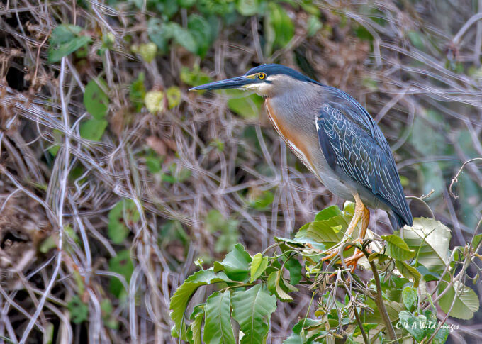Green Heron