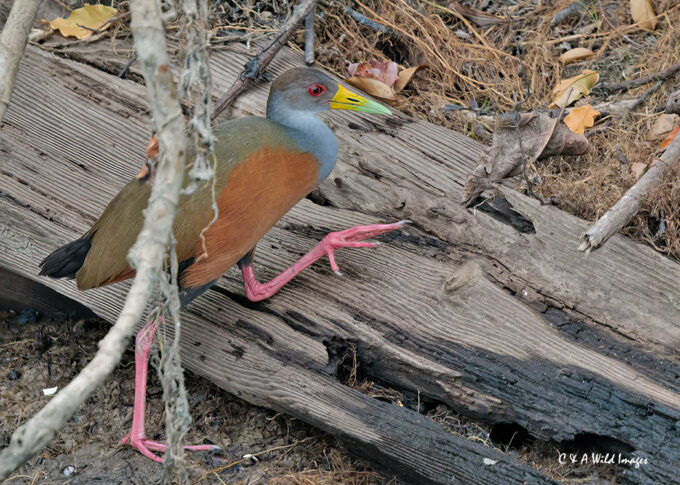 Grey Cowled Wood-Rail