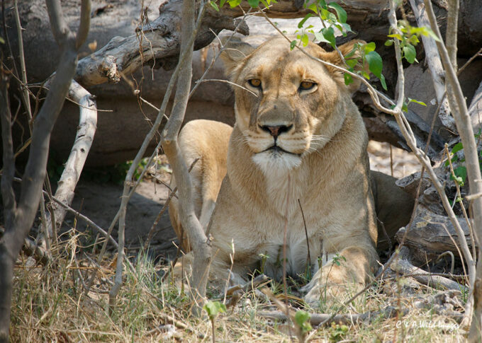 Lioness resting from the heat of the day