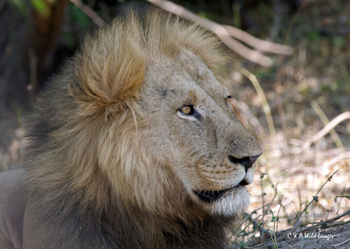 Portrait of Male Lion