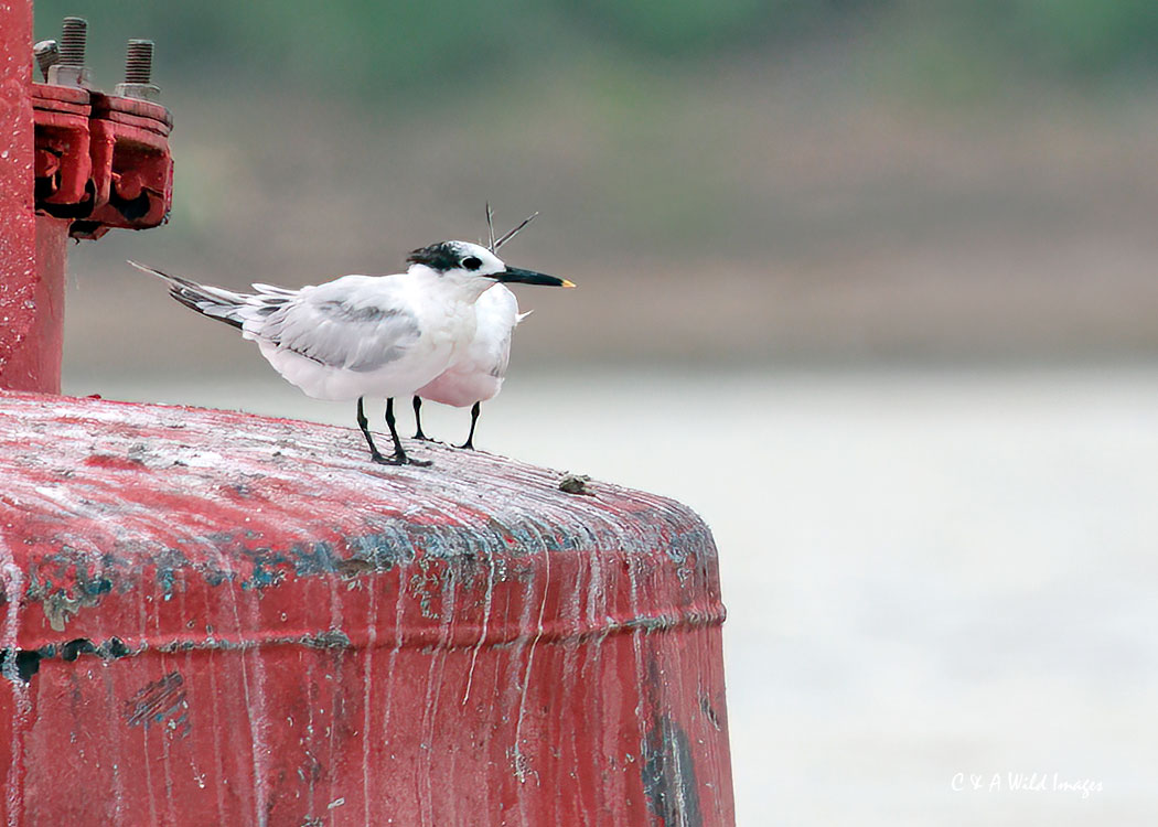 Sandwich Tern