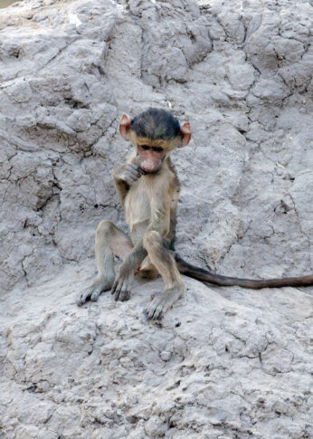 Young Chacma baboon