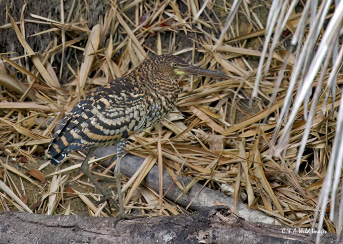 Rufescent-tiger Heron