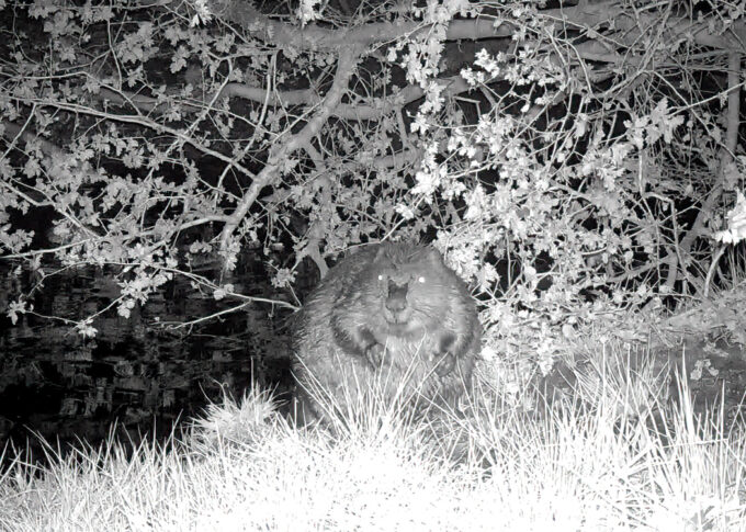 Beaver feeding showing teats