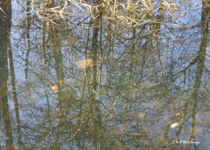 Beaver spraint observed underwater in Drain