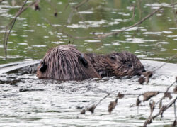 Beaver Diaries May 2024