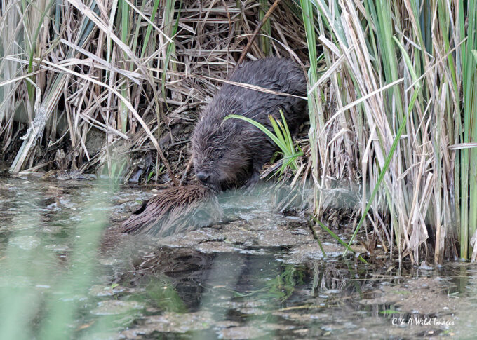 Adult Beaver with Kit