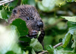 Beavers at Sculthorpe Moor :- Nature’s Engineers
