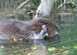 Beaver Diaries March 2024