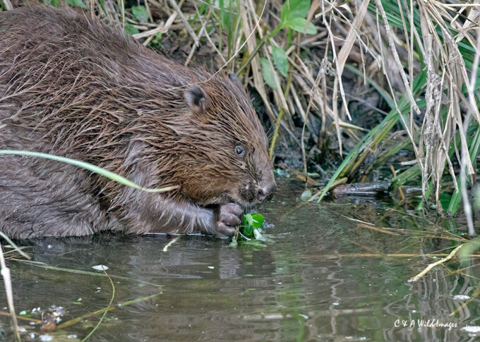 Adult Beaver Feeding