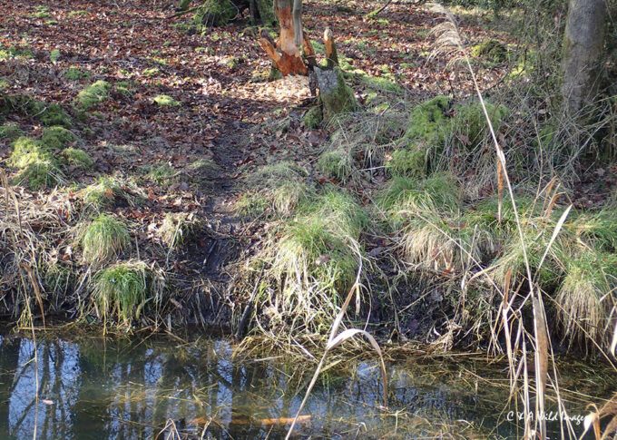 Beaver Trail on Oak Fen drain