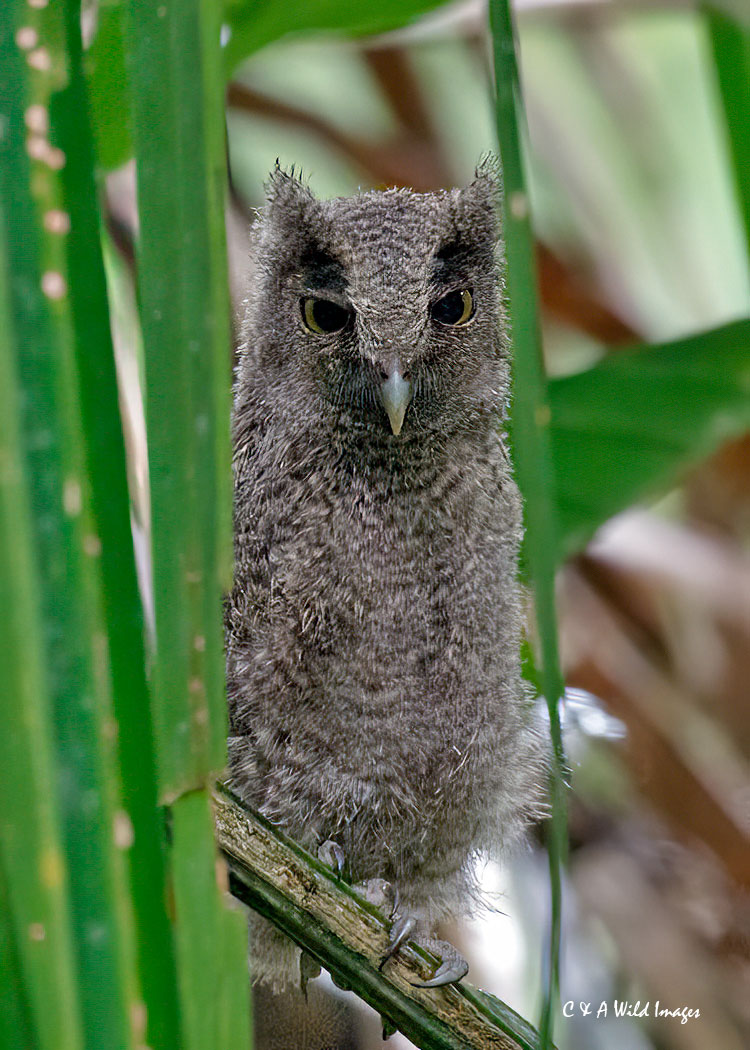 Choco Screech Owl chick