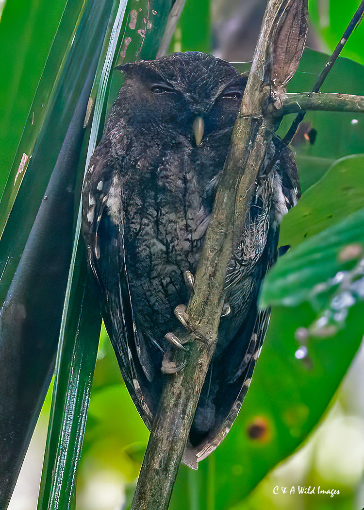 Choco Screech Owl