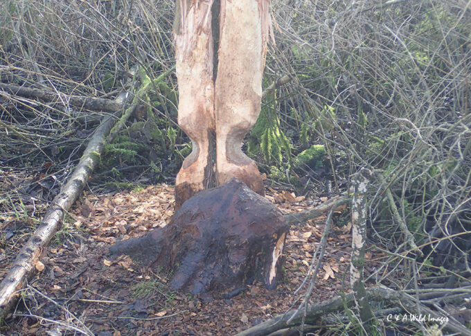 Evidence of gnawing on the Twin trunk tree