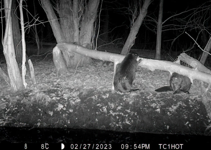 Two Beavers in Feb by the Poplar pool