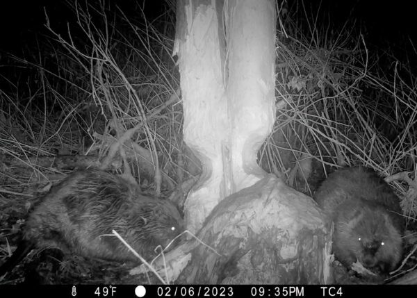 Beavers at Sculthorpe Moor :- Natures Engineers
