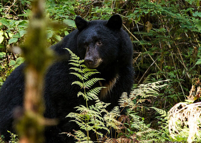 Adult Black Bear
