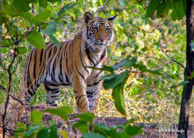 Tiger cub in Bandhavgarh