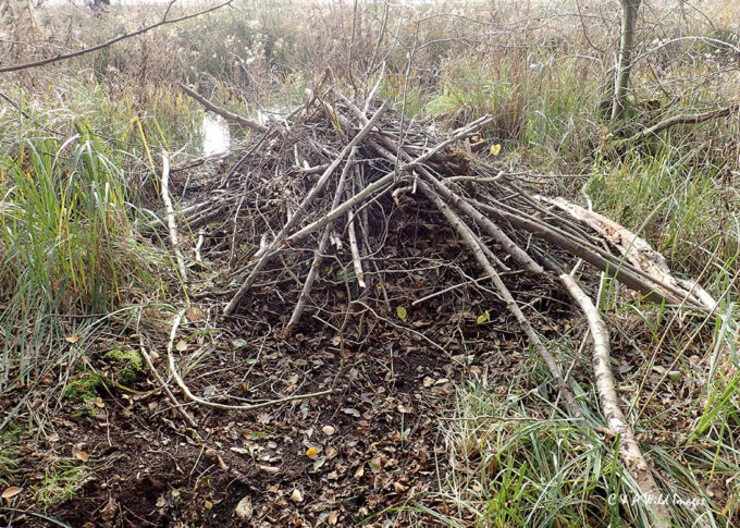 Beavers Lodge at Sculthorpe Moor